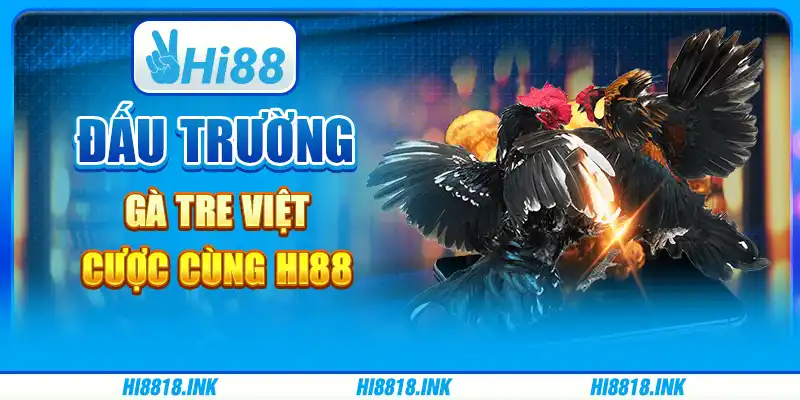 Đấu Trường Gà Tre Việt – Cược Cùng Nền Tảng Cá Cược Hi88
