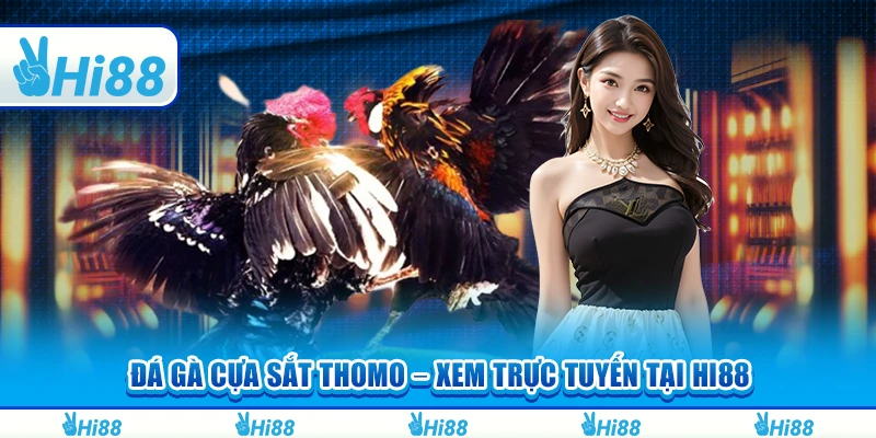 Đá Gà Cựa Sắt Thomo – Xem Trực Tuyến Và Cá Cược Tại Hi88